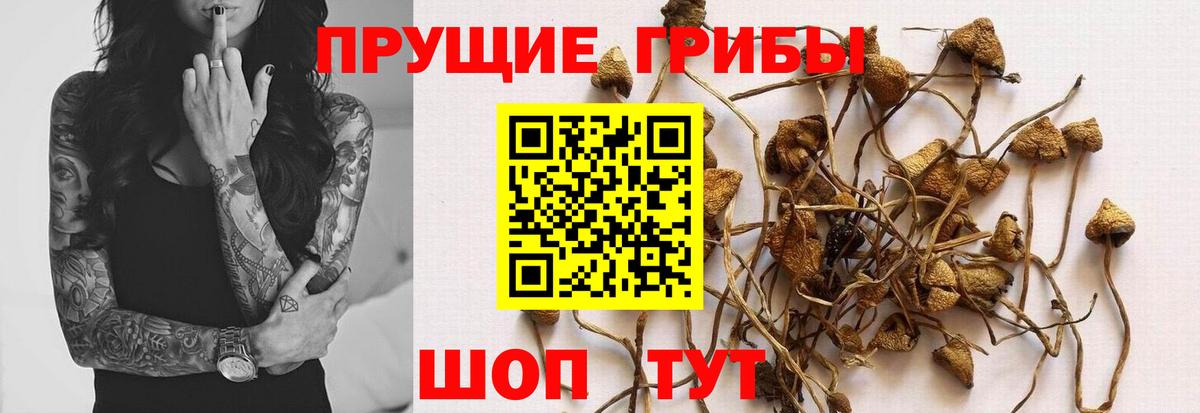 Псилоцибиновые грибы Psilocybe Усть-Илимск